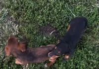 Elvis, a male Miniature Dachshund for sale in Boonville, MO – 3 of 8