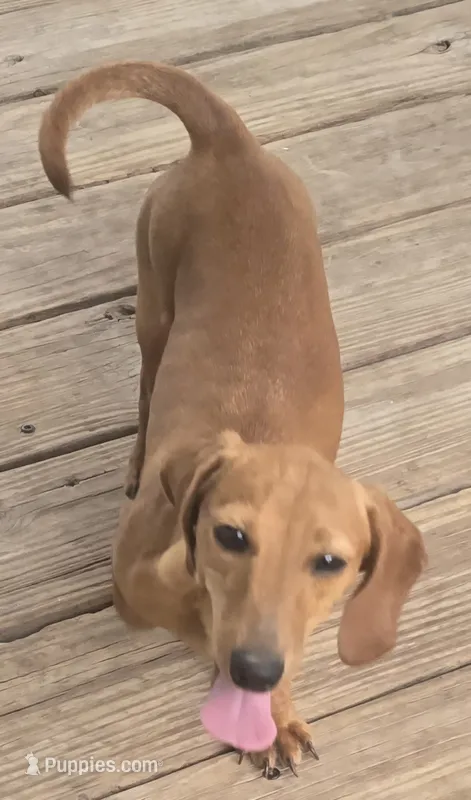 Ruby – Miniature Dachshund puppy for sale in Boonville, MO