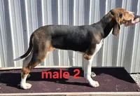 Pet or UKC, a male Treeing Walker Coonhound for sale in Boonville, MO – Photo 4 of 7