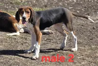 Pet or UKC, a male Treeing Walker Coonhound for sale in Boonville, MO – Photo 7 of 7