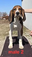 Pet or UKC, a male Treeing Walker Coonhound for sale in Boonville, MO – Photo 2 of 7