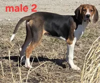 Pet or UKC, a male Treeing Walker Coonhound for sale in Boonville, MO – Photo 5 of 7