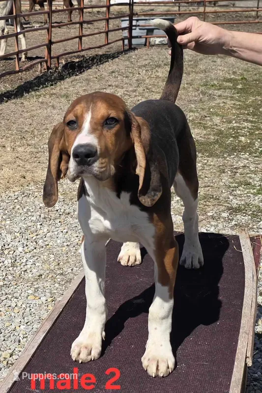 Pet or UKC, a male Treeing Walker Coonhound for sale in Boonville, MO – Photo 1 of 7