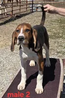 Pet or UKC, a male Treeing Walker Coonhound for sale in Boonville, MO – Photo 1 of 7