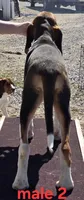 Pet or UKC, a male Treeing Walker Coonhound for sale in Boonville, MO – Photo 3 of 7