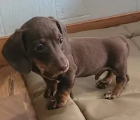 Hershey, a male Miniature Dachshund for sale in Boonville, MO – 5 of 8