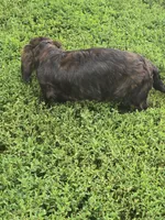 Romeo, a male Miniature Dachshund for sale in Boonville, MO – 4 of 9