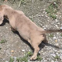 Royal, a male Miniature Dachshund for sale in Boonville, MO – Photo 3 of 3