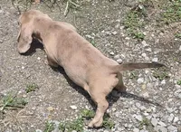 Royal, a male Miniature Dachshund for sale in Boonville, MO – Photo 3 of 3