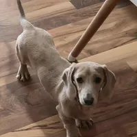 Royal, a male Miniature Dachshund for sale in Boonville, MO – Photo 1 of 3