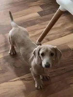 Royal, a male Miniature Dachshund for sale in Boonville, MO – Photo 1 of 3