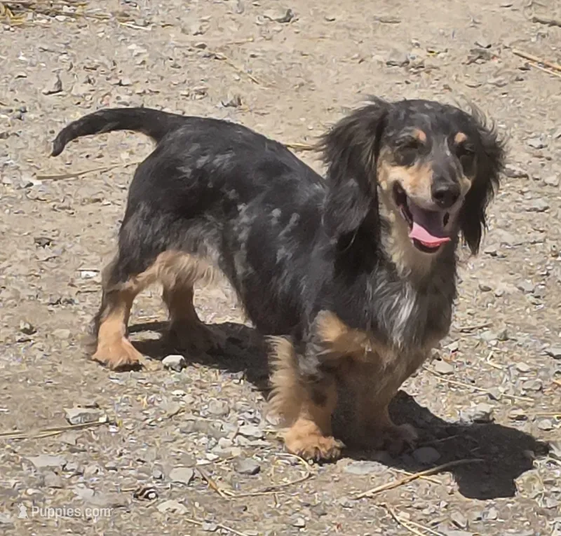 Juliet – Miniature Dachshund puppy for sale in Boonville, MO