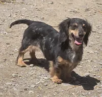 Juliet, a female Miniature Dachshund for sale in Boonville, MO – 1 of 2