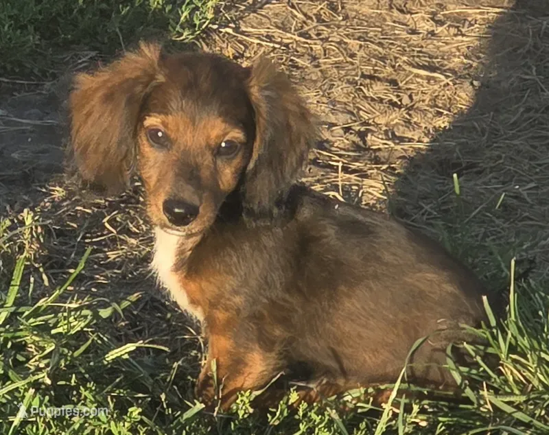 Beau dapple/brindle – Miniature Dachshund puppy for sale in Boonville, MO