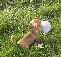 Carmel, a female Miniature Dachshund for sale in Boonville, MO – Photo 5 of 9