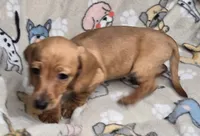 Carmel, a female Miniature Dachshund for sale in Boonville, MO – Photo 1 of 3