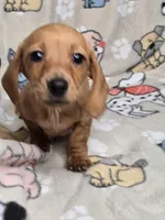 Carmel, a female Miniature Dachshund for sale in Boonville, MO – Photo 2 of 3