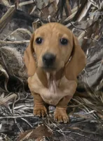 Carmel, a female Miniature Dachshund for sale in Boonville, MO – Photo 2 of 9