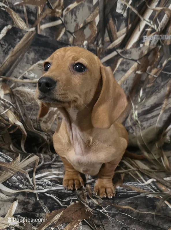 Carmel – Miniature Dachshund puppy for sale in Boonville, MO