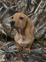 Carmel, a female Miniature Dachshund for sale in Boonville, MO – Photo 1 of 9