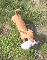 Carmel, a female Miniature Dachshund for sale in Boonville, MO – Photo 4 of 9