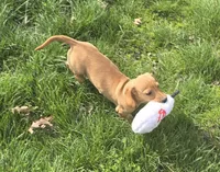 Carmel, a female Miniature Dachshund for sale in Boonville, MO – Photo 3 of 9