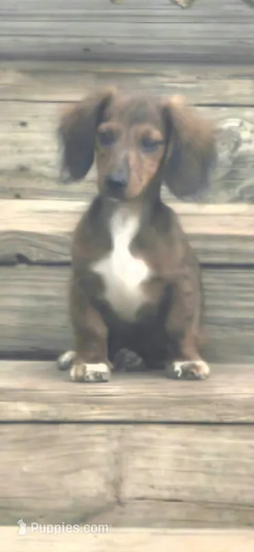 Beau Dapple AKC  – Miniature Dachshund puppy for sale in Boonville, MO
