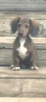 Beau Dapple AKC , a male Miniature Dachshund for sale in Boonville, MO – 2 of 5