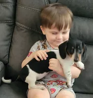 Roxy, a female Miniature Dachshund for sale in Boonville, MO – 6 of 6