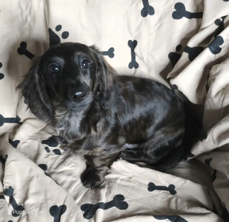 rare black brindle – Miniature Dachshund puppy for sale in Boonville, MO