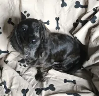 rare black brindle, a male Miniature Dachshund for sale in Boonville, MO – 1 of 6