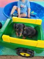 Elvis, a male Miniature Dachshund for sale in Boonville, MO – 2 of 4
