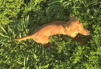 Ruby, a female Miniature Dachshund for sale in Boonville, MO – 5 of 6