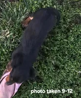 Elvis, a male Miniature Dachshund for sale in Boonville, MO – 4 of 8