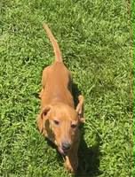 Carmel, a female Miniature Dachshund for sale in Boonville, MO – 3 of 4