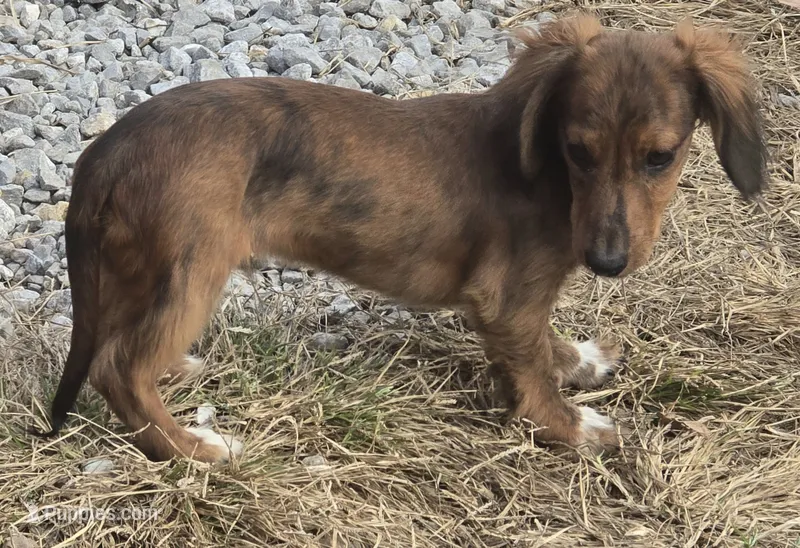 Beau Dapple AKC  – Miniature Dachshund puppy for sale in Boonville, MO
