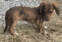 Beau , a male Miniature Dachshund for sale in Boonville, MO – 1 of 7