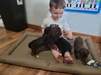 Beau dapple/brindle, a male Miniature Dachshund for sale in Boonville, MO – 2 of 4