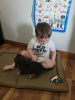 Beau dapple/brindle, a male Miniature Dachshund for sale in Boonville, MO – 3 of 4