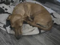 Ruby, a female Miniature Dachshund for sale in Boonville, MO – 3 of 3