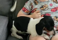 Roxy, a female Miniature Dachshund for sale in Boonville, MO – 5 of 6