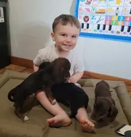 Elvis, a male Miniature Dachshund for sale in Boonville, MO – 3 of 4
