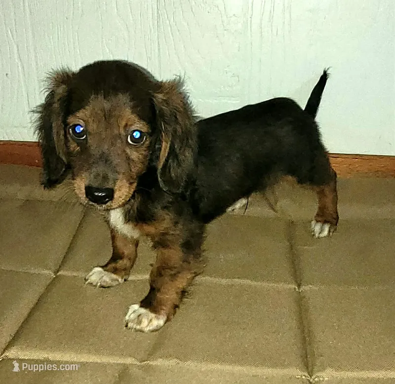 Beau dapple/brindle – Miniature Dachshund puppy for sale in Boonville, MO