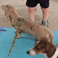 Cream dapple, a male Dachshund for sale in Boonville, MO – Photo 4 of 4