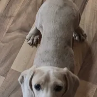 Cream dapple, a male Dachshund for sale in Boonville, MO – Photo 2 of 4