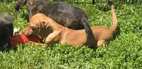 Carmel, a female Miniature Dachshund for sale in Boonville, MO – 2 of 4