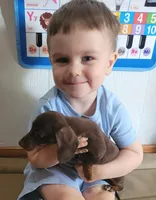 Hershey, a male Miniature Dachshund for sale in Boonville, MO – 6 of 8