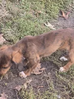 Beau , a male Miniature Dachshund for sale in Boonville, MO – 2 of 7