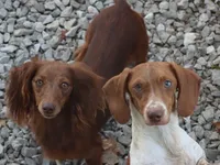 Hershey, a male Miniature Dachshund for sale in Boonville, MO – 8 of 8