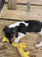 Roxy, a female Miniature Dachshund for sale in Boonville, MO – 6 of 9